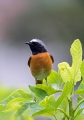 Ime datoteke=Pogorelcek_Redstart_13.jpg
Velikost datoteke=232KB
Dimenzija=630x900
Datum objave=20.12.2015 Pogorelcek_Redstart_13.jpg