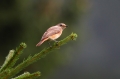 Ime datoteke=Pogorelcek_Redstart_Phoenicurus_phoenicurus_Drozgi_Turdidae_12.jpg
Velikost datoteke=203KB
Dimenzija=800x533
Datum objave=19.07.2019 Pogorelcek_Redstart_Phoenicurus_phoenicurus_Drozgi_Turdidae_12.jpg