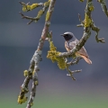 Pogorelcek_Redstart_Phoenicurus_phoenicurus_Drozgi_Turdidae_13.jpg