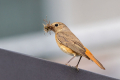 Pogorelcek_Redstart_Phoenicurus_phoenicurus_Drozgi_Turdidae_20.jpg
