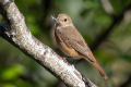 Ime datoteke=Pogorelcek_Redstart_Phoenicurus_phoenicurus_Drozgi_Turdidae_21.jpg
Velikost datoteke=389KB
Dimenzija=900x600
Datum objave=24.09.2025 Pogorelcek_Redstart_Phoenicurus_phoenicurus_Drozgi_Turdidae_21.jpg