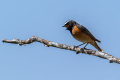 Ime datoteke=Pogorelcek_Redstart_Phoenicurus_phoenicurus_Drozgi_Turdidae_22.jpg
Velikost datoteke=171KB
Dimenzija=900x600
Datum objave=20.06.2026 Pogorelcek_Redstart_Phoenicurus_phoenicurus_Drozgi_Turdidae_22.jpg