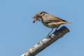 Ime datoteke=Pogorelcek_Redstart_Phoenicurus_phoenicurus_Drozgi_Turdidae_23.jpg
Velikost datoteke=223KB
Dimenzija=900x600
Datum objave=20.06.2026 Pogorelcek_Redstart_Phoenicurus_phoenicurus_Drozgi_Turdidae_23.jpg