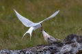 Ime datoteke=Polarna_cigra_Arctic_tern_Sterna_paradisaea_Cigra_Cigre_Sternidae_02.jpg
Velikost datoteke=227KB
Dimenzija=900x600
Datum objave=01.11.2021 Polarna_cigra_Arctic_tern_Sterna_paradisaea_Cigra_Cigre_Sternidae_02.jpg