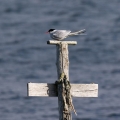 Ime datoteke=Polarna_cigra_Arctic_tern_Sterna_paradisaea_Cigra_Cigre_Sternidae_03.jpg
Velikost datoteke=243KB
Dimenzija=800x800
Datum objave=01.11.2021 Polarna_cigra_Arctic_tern_Sterna_paradisaea_Cigra_Cigre_Sternidae_03.jpg