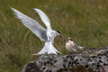 Ime datoteke=Polarna_cigra_Arctic_tern_Sterna_paradisaea_Cigra_Cigre_Sternidae_07.jpg
Velikost datoteke=390KB
Dimenzija=900x600
Datum objave=13.07.2026 Polarna_cigra_Arctic_tern_Sterna_paradisaea_Cigra_Cigre_Sternidae_07.jpg