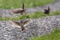 Ime datoteke=Poljski_skrjanec_Skylark_13.jpg
Velikost datoteke=360KB
Dimenzija=1000x667
Datum objave=14.05.2016 Poljski_skrjanec_Skylark_13.jpg