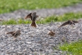 Ime datoteke=Poljski_skrjanec_Skylark_14.jpg
Velikost datoteke=386KB
Dimenzija=1000x667
Datum objave=18.11.2021 Poljski_skrjanec_Skylark_14.jpg
