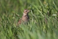 Ime datoteke=Poljski_skrjanec_Skylark_16.jpg
Velikost datoteke=280KB
Dimenzija=1000x667
Datum objave=29.04.2017 Poljski_skrjanec_Skylark_16.jpg