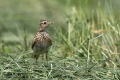 Ime datoteke=Poljski_skrjanec_Skylark_21.jpg
Velikost datoteke=280KB
Dimenzija=900x600
Datum objave=08.08.2017 Poljski_skrjanec_Skylark_21.jpg