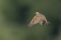 Ime datoteke=Poljski_skrjanec_Skylark_22.jpg
Velikost datoteke=187KB
Dimenzija=900x600
Datum objave=10.02.2019 Poljski_skrjanec_Skylark_22.jpg