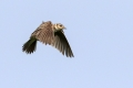 Ime datoteke=Poljski_skrjanec_Skylark_24.jpg
Velikost datoteke=190KB
Dimenzija=900x600
Datum objave=19.07.2019 Poljski_skrjanec_Skylark_24.jpg