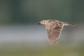 Ime datoteke=Poljski_skrjanec_Skylark_25.jpg
Velikost datoteke=210KB
Dimenzija=900x600
Datum objave=22.10.2016 Poljski_skrjanec_Skylark_25.jpg