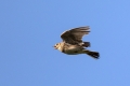 Ime datoteke=Poljski_skrjanec_Skylark_26.jpg
Velikost datoteke=217KB
Dimenzija=900x600
Datum objave=18.11.2021 Poljski_skrjanec_Skylark_26.jpg