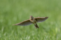 Ime datoteke=Poljski_skrjanec_Skylark_33.jpg
Velikost datoteke=253KB
Dimenzija=900x600
Datum objave=13.07.2026 Poljski_skrjanec_Skylark_33.jpg