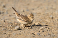 Ime datoteke=Poljski_skrjanec_Skylark_35.jpg
Velikost datoteke=413KB
Dimenzija=900x600
Datum objave=06.01.2025 Poljski_skrjanec_Skylark_35.jpg
