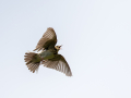 Ime datoteke=Poljski_skrjanec_Skylark_38.jpg
Velikost datoteke=222KB
Dimenzija=900x675
Datum objave=24.07.2026 Poljski_skrjanec_Skylark_38.jpg