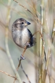 Ime datoteke=Poljski_vrabec_Tree_sparrow_18.jpg
Velikost datoteke=216KB
Dimenzija=600x900
Datum objave=08.08.2017 Poljski_vrabec_Tree_sparrow_18.jpg