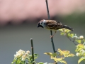 Poljski_vrabec_Tree_sparrow_19.jpg