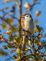 Poljski_vrabec_Tree_sparrow_33.jpg