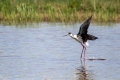 Ime datoteke=Polojnik_Black_winged_stilt_Himantopus_himantopus_Polojniki_Recurvirostridae_20.jpg
Velikost datoteke=268KB
Dimenzija=900x600
Datum objave=13.02.2016 Polojnik_Black_winged_stilt_Himantopus_himantopus_Polojniki_Recurvirostridae_20.jpg