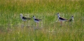Ime datoteke=Polojnik_Black_winged_stilt_Himantopus_himantopus_Polojniki_Recurvirostridae_21.jpg
Velikost datoteke=301KB
Dimenzija=1000x492
Datum objave=14.05.2016 Polojnik_Black_winged_stilt_Himantopus_himantopus_Polojniki_Recurvirostridae_21.jpg