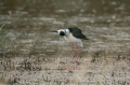 Ime datoteke=Polojnik_Black_winged_stilt_Himantopus_himantopus_Polojniki_Recurvirostridae_22.jpg
Velikost datoteke=306KB
Dimenzija=950x633
Datum objave=12.03.2016 Polojnik_Black_winged_stilt_Himantopus_himantopus_Polojniki_Recurvirostridae_22.jpg