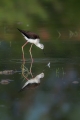 Ime datoteke=Polojnik_Black_winged_stilt_Himantopus_himantopus_Polojniki_Recurvirostridae_24.jpg
Velikost datoteke=187KB
Dimenzija=600x900
Datum objave=30.07.2016 Polojnik_Black_winged_stilt_Himantopus_himantopus_Polojniki_Recurvirostridae_24.jpg