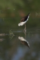 Ime datoteke=Polojnik_Black_winged_stilt_Himantopus_himantopus_Polojniki_Recurvirostridae_29.jpg
Velikost datoteke=178KB
Dimenzija=600x900
Datum objave=08.08.2017 Polojnik_Black_winged_stilt_Himantopus_himantopus_Polojniki_Recurvirostridae_29.jpg