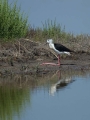 Polojnik_Black_winged_stilt_Himantopus_himantopus_Polojniki_Recurvirostridae_30.jpg
