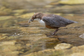 Ime datoteke=Povodni_kos_Dipper_42.jpg
Velikost datoteke=409KB
Dimenzija=1000x667
Datum objave=24.07.2026 Povodni_kos_Dipper_42.jpg