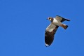 Ime datoteke=Priba_Lapwing_14~0.jpg
Velikost datoteke=77KB
Dimenzija=850x567
Datum objave=12.05.2011 Priba_Lapwing_14~0.jpg