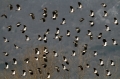 Ime datoteke=Priba_Lapwing_15.jpg
Velikost datoteke=233KB
Dimenzija=800x529
Datum objave=01.08.2012 Priba_Lapwing_15.jpg