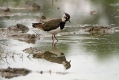Ime datoteke=Priba_Lapwing_18.jpg
Velikost datoteke=275KB
Dimenzija=1000x667
Datum objave=05.02.2015 Priba_Lapwing_18.jpg