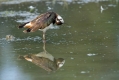 Ime datoteke=Priba_Lapwing_19.jpg
Velikost datoteke=270KB
Dimenzija=1000x667
Datum objave=20.01.2016 Priba_Lapwing_19.jpg