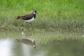 Ime datoteke=Priba_Lapwing_20.jpg
Velikost datoteke=374KB
Dimenzija=1000x667
Datum objave=01.02.2016 Priba_Lapwing_20.jpg
