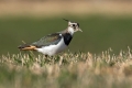 Ime datoteke=Priba_Lapwing_22.jpg
Velikost datoteke=206KB
Dimenzija=900x600
Datum objave=16.05.2016 Priba_Lapwing_22.jpg