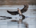 Ime datoteke=Pritlikavi_kormoran_Pygmy_cormorant_Phalacrocorax_pygmeus_Kormorani_Phalacrocoracidae_18.jpg
Velikost datoteke=236KB
Dimenzija=950x760
Datum objave=08.08.2017 Pritlikavi_kormoran_Pygmy_cormorant_Phalacrocorax_pygmeus_Kormorani_Phalacrocoracidae_18.jpg