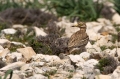 Ime datoteke=Prlivka_Stone_curlew_Burhinus_oedicnemus_Prlivke_Burhinidae_05.jpg
Velikost datoteke=301KB
Dimenzija=950x633
Datum objave=16.05.2016 Prlivka_Stone_curlew_Burhinus_oedicnemus_Prlivke_Burhinidae_05.jpg