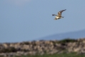 Ime datoteke=Prlivka_Stone_curlew_Burhinus_oedicnemus_Prlivke_Burhinidae_06.jpg
Velikost datoteke=290KB
Dimenzija=1000x667
Datum objave=12.12.2019 Prlivka_Stone_curlew_Burhinus_oedicnemus_Prlivke_Burhinidae_06.jpg