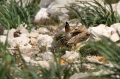 Ime datoteke=Prlivka_Stone_curlew_Burhinus_oedicnemus_Prlivke_Burhinidae_07.jpg
Velikost datoteke=303KB
Dimenzija=950x633
Datum objave=26.01.2019 Prlivka_Stone_curlew_Burhinus_oedicnemus_Prlivke_Burhinidae_07.jpg