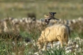 Ime datoteke=Prlivka_Stone_curlew_Burhinus_oedicnemus_Prlivke_Burhinidae_10.jpg
Velikost datoteke=234KB
Dimenzija=1000x667
Datum objave=10.02.2017 Prlivka_Stone_curlew_Burhinus_oedicnemus_Prlivke_Burhinidae_10.jpg
