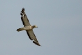 Ime datoteke=Prlivka_Stone_curlew_Burhinus_oedicnemus_Prlivke_Burhinidae_11.jpg
Velikost datoteke=192KB
Dimenzija=900x600
Datum objave=20.01.2018 Prlivka_Stone_curlew_Burhinus_oedicnemus_Prlivke_Burhinidae_11.jpg
