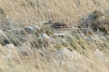 Ime datoteke=Prlivka_Stone_curlew_Burhinus_oedicnemus_Prlivke_Burhinidae_12.jpg
Velikost datoteke=295KB
Dimenzija=900x600
Datum objave=02.05.2017 Prlivka_Stone_curlew_Burhinus_oedicnemus_Prlivke_Burhinidae_12.jpg