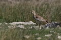 Ime datoteke=Prlivka_Stone_curlew_Burhinus_oedicnemus_Prlivke_Burhinidae_14.jpg
Velikost datoteke=351KB
Dimenzija=950x633
Datum objave=20.01.2018 Prlivka_Stone_curlew_Burhinus_oedicnemus_Prlivke_Burhinidae_14.jpg