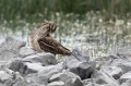 Ime datoteke=Prlivka_Stone_curlew_Burhinus_oedicnemus_Prlivke_Burhinidae_16.jpg
Velikost datoteke=324KB
Dimenzija=950x633
Datum objave=11.08.2018 Prlivka_Stone_curlew_Burhinus_oedicnemus_Prlivke_Burhinidae_16.jpg
