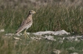 Ime datoteke=Prlivka_Stone_curlew_Burhinus_oedicnemus_Prlivke_Burhinidae_17.jpg
Velikost datoteke=314KB
Dimenzija=950x633
Datum objave=13.05.2019 Prlivka_Stone_curlew_Burhinus_oedicnemus_Prlivke_Burhinidae_17.jpg