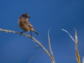Prosnik_Stonechat_09.jpg