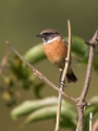 Prosnik_Stonechat_14.jpg