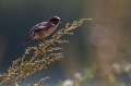 Prosnik_Stonechat_15.jpg